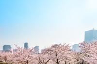 開花予想にもAIが？！日本気象が開花情報＋お花見ベスト週末を発表